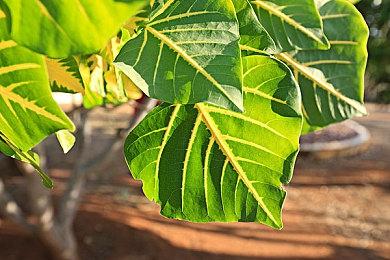 主播挑战《传送门》墙面互换MOD 就像一款新游戏