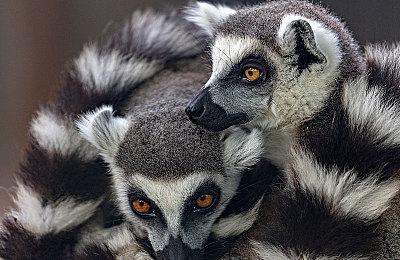 《史莱姆牧场2》大获成功 6小时卖出10万份游戏